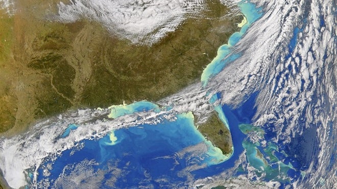gulf bloom